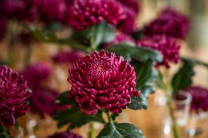 Maxence LE MÉZO - QIVI